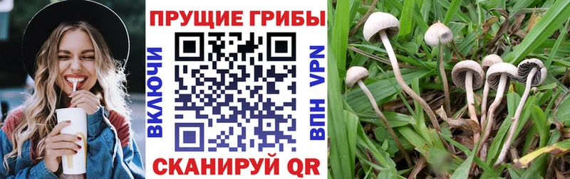 Псилоцибиновые грибы Cubensis omg зеркало Ивдель